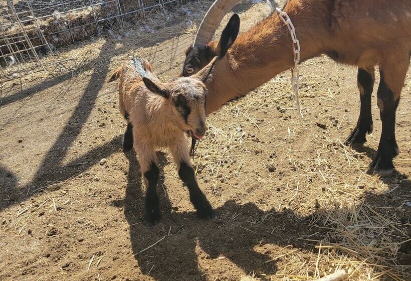 مبيت وإفطار Mountain Goat Lodge