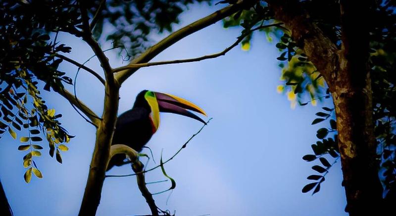 Jaco Hotel Docelunas