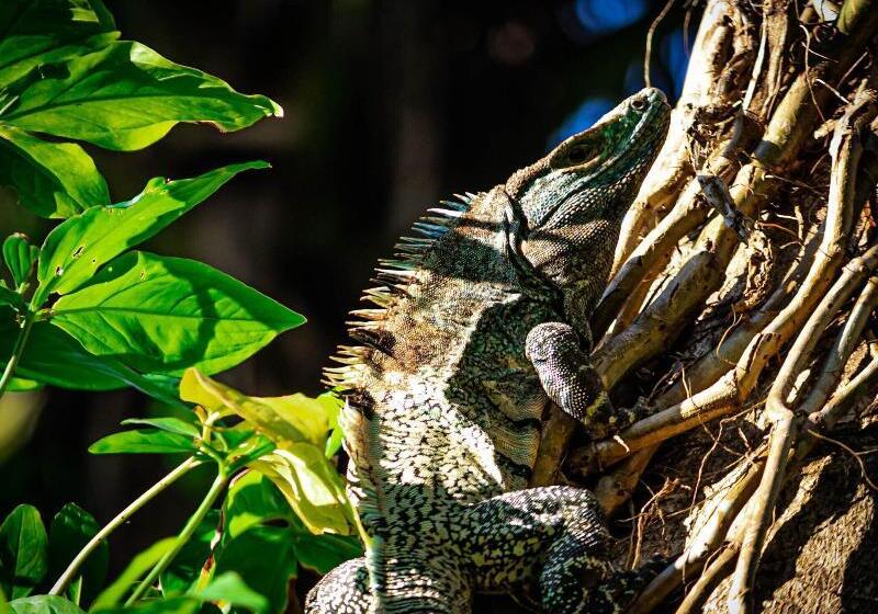 Jaco Hotel Docelunas