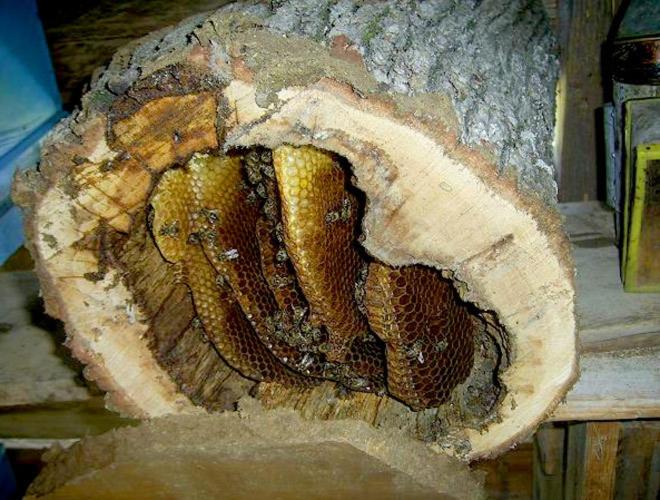 فندق Kackar Resort