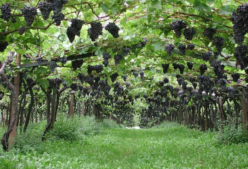 בית מלון כפרי Thalhof Am See