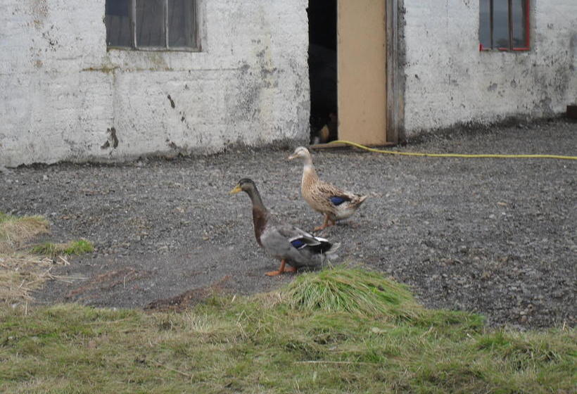 Hvammsgerdi Bed And Breakfast