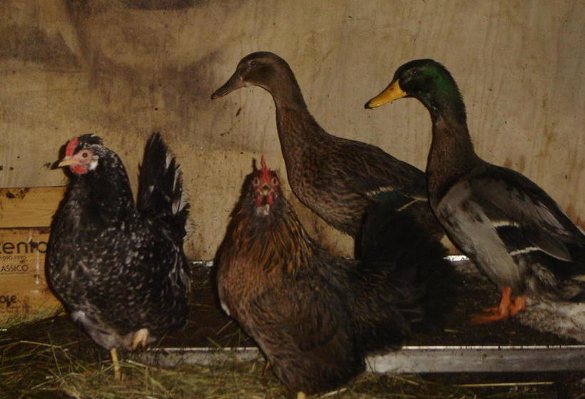 Hvammsgerdi Bed And Breakfast