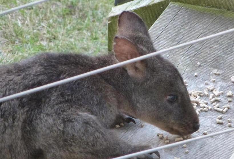 Launceston Apartment Bed And Breakfast Retreat