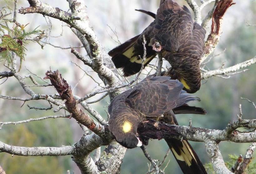 Launceston Apartment Bed And Breakfast Retreat