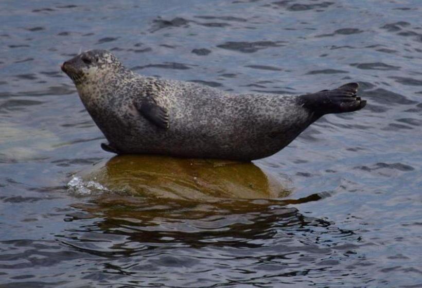 فندق على الطريق Les Cabines Sur Mer