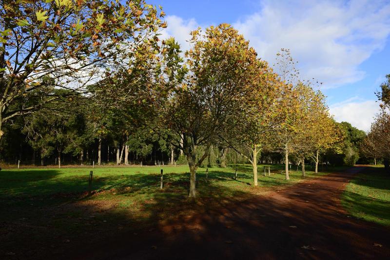 منتجع Losari Retreat