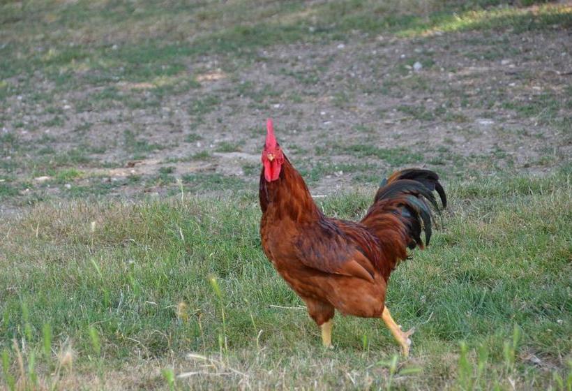 צימר Campo Della Corte