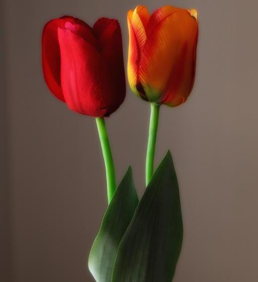 住宿加早餐 La Bussola