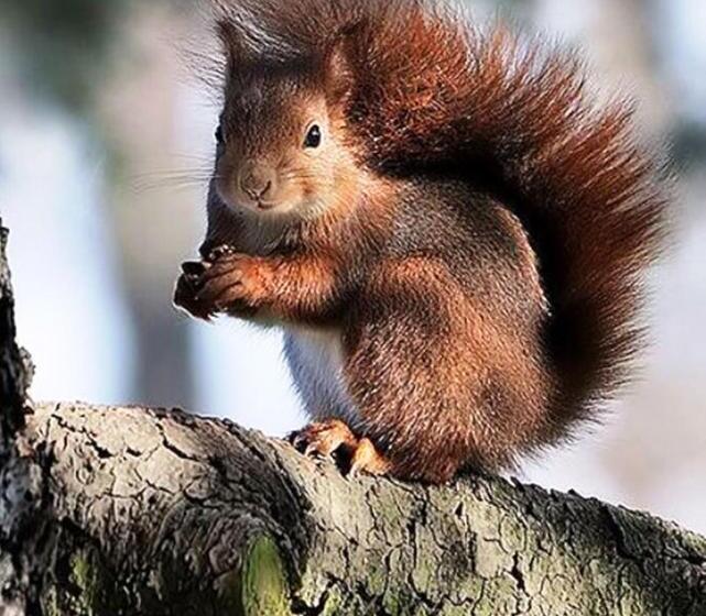 Bed and Breakfast La Maison Lion