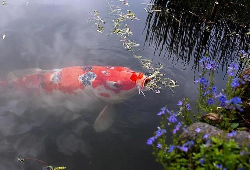 Bed and Breakfast La Maison Lion