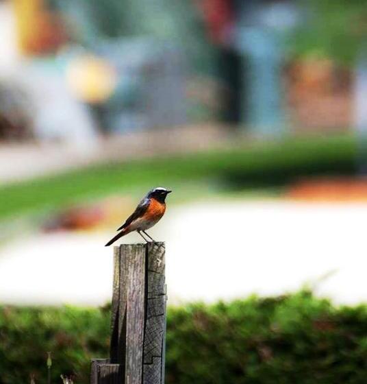 Bed and Breakfast La Maison Lion