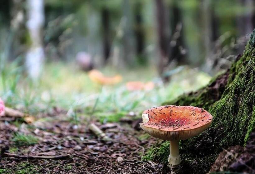 Bed and Breakfast La Maison Lion