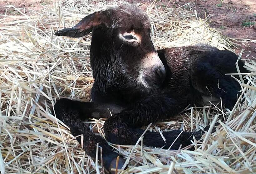 צימר Masseria Le Terrazze Di Serranova