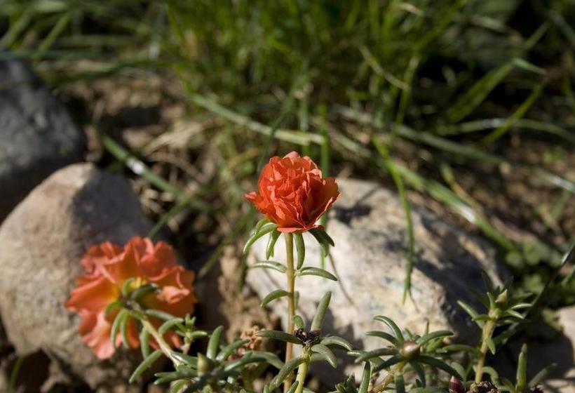 בית מלון כפרי Cascina Govean