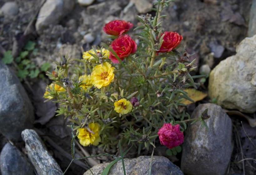 בית מלון כפרי Cascina Govean