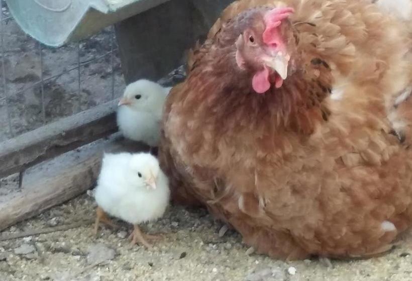 צימר Il Melograno