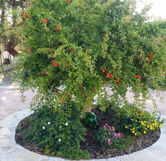 צימר Il Melograno