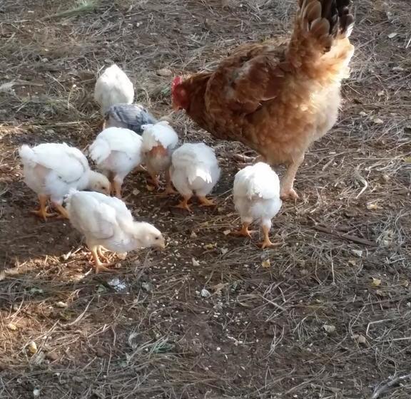 צימר Il Melograno