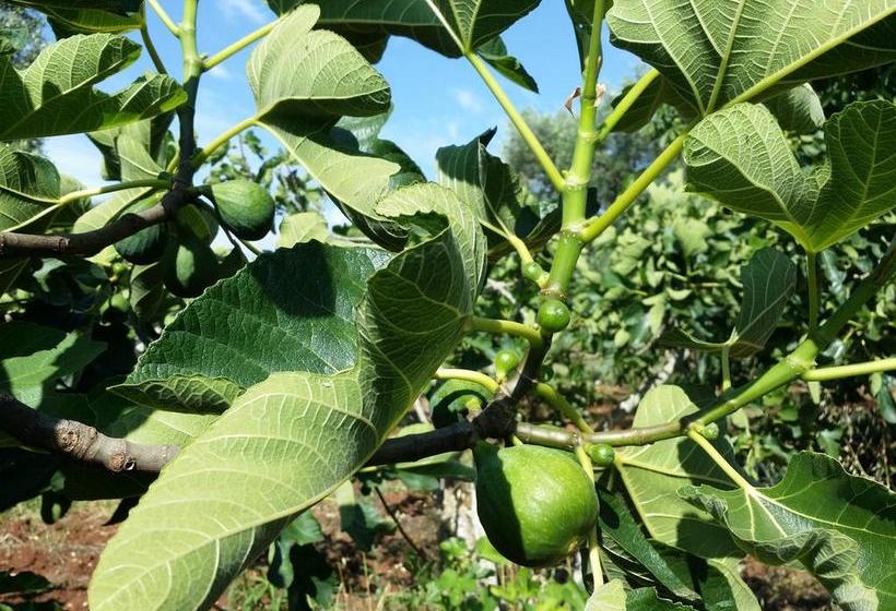 צימר Il Melograno