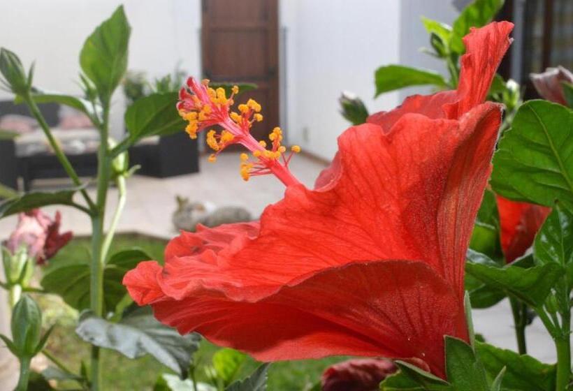 تختخواب و صبحانه Kimos