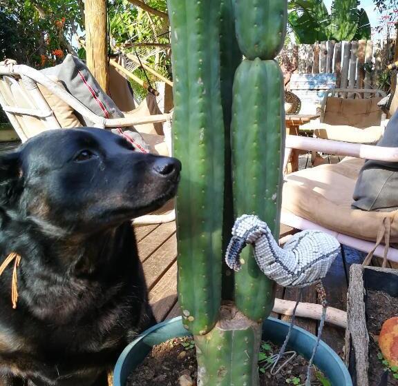 هاستل African Ubuntu Backpackers