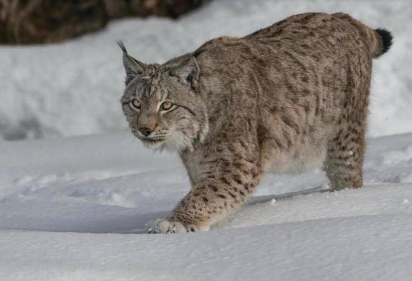 Отель Albergo Meuble Tarandan
