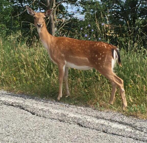 B&b Il Sentiero Dei Goti