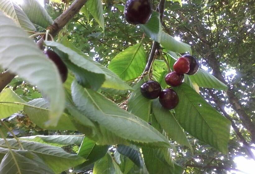 Bed and Breakfast Il Giuggiolo