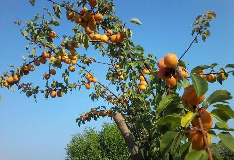 Bed and Breakfast Il Giuggiolo