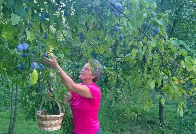 Bed and Breakfast Il Giuggiolo