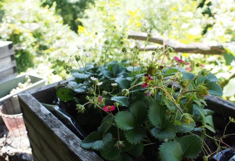 Bed and Breakfast Il Giuggiolo