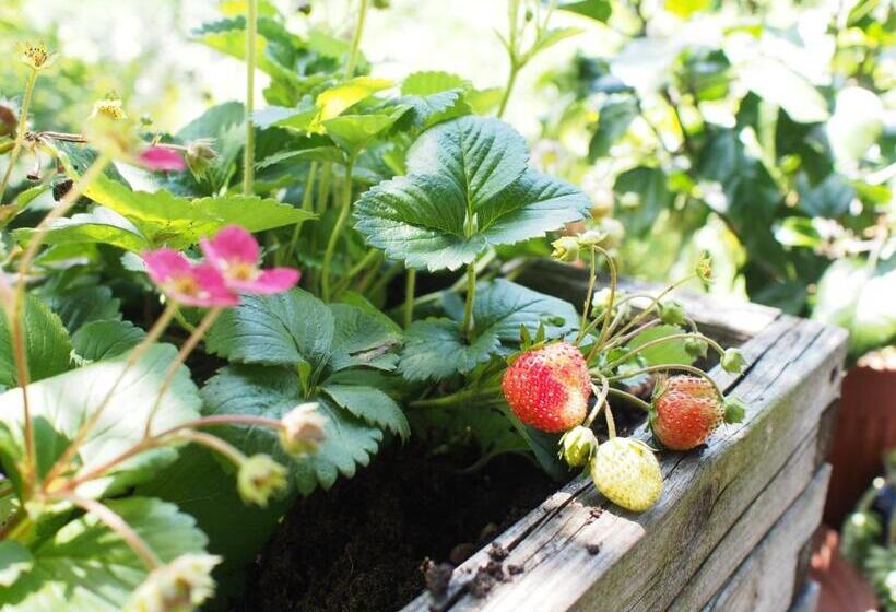 Bed and Breakfast Il Giuggiolo