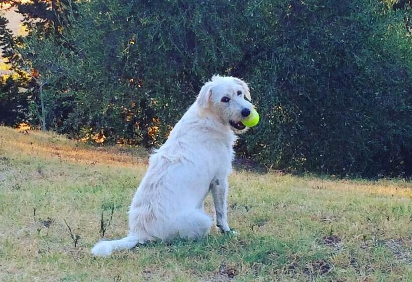 تختخواب و صبحانه La Locanda Del Barbagianni