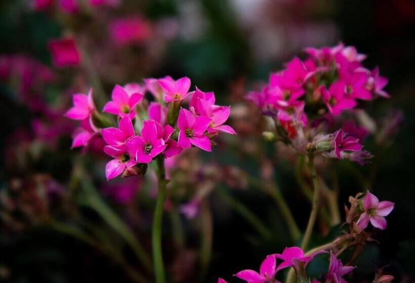 住宿加早餐  Villa Nicodemo