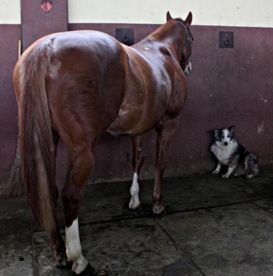 酒店 Cowboys Guest Ranch