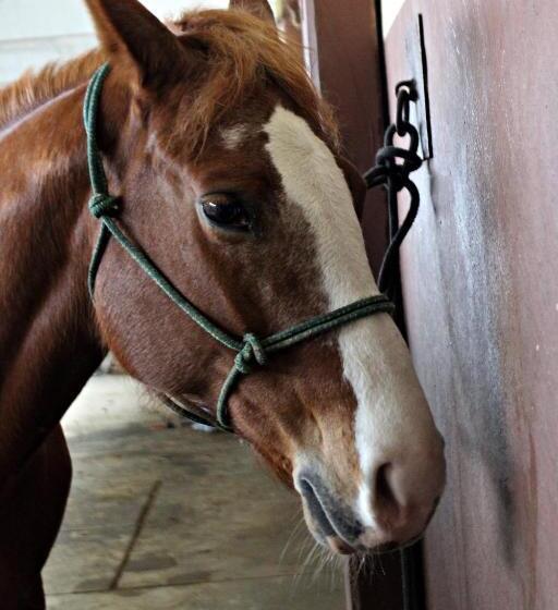 酒店 Cowboys Guest Ranch