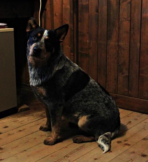 酒店 Cowboys Guest Ranch