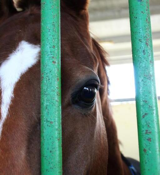 酒店 Cowboys Guest Ranch