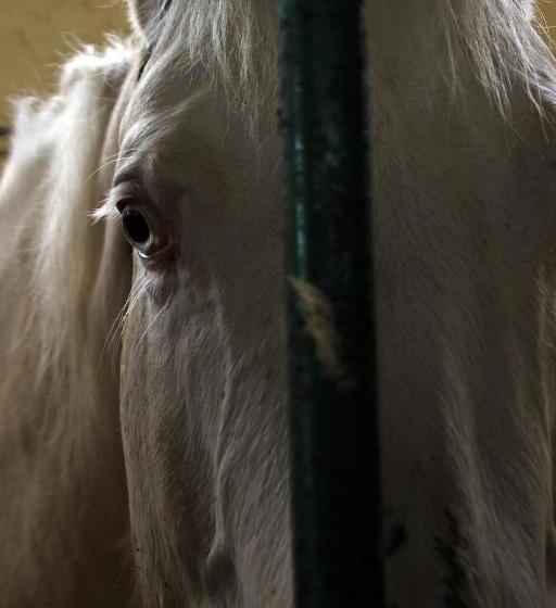 酒店 Cowboys Guest Ranch