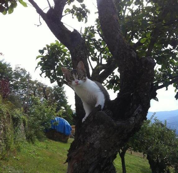 Rose E Cioccolato B&b