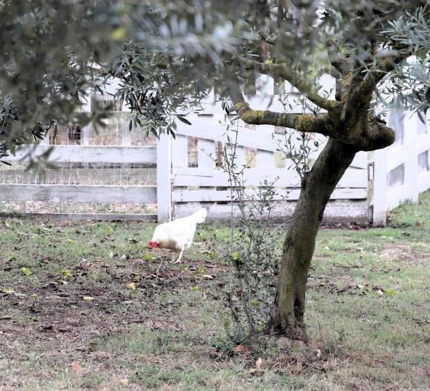 B&b Le Colline Country House