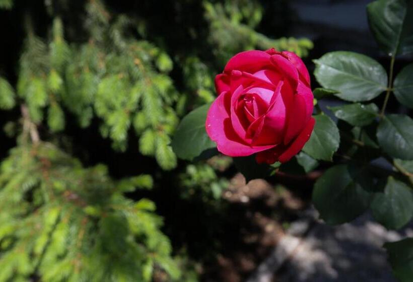 민박 Casa Ginev Room & Apartments