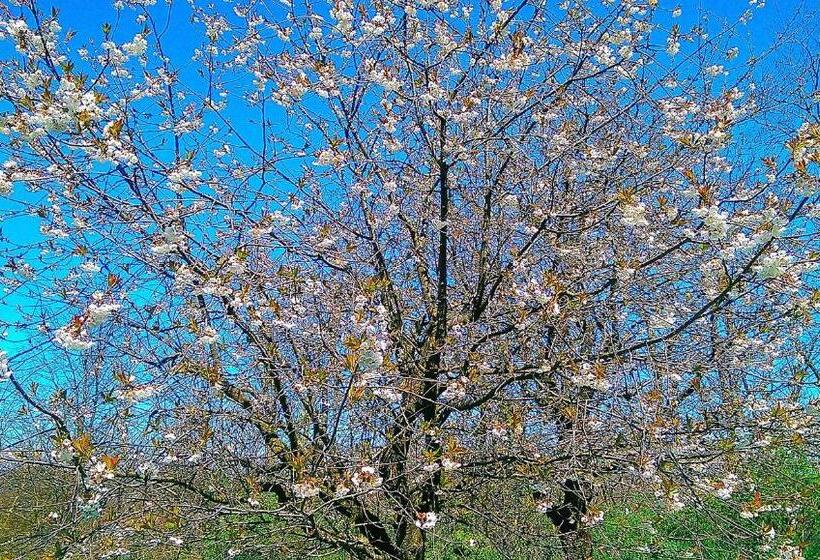 B&b Vinago Belvedere