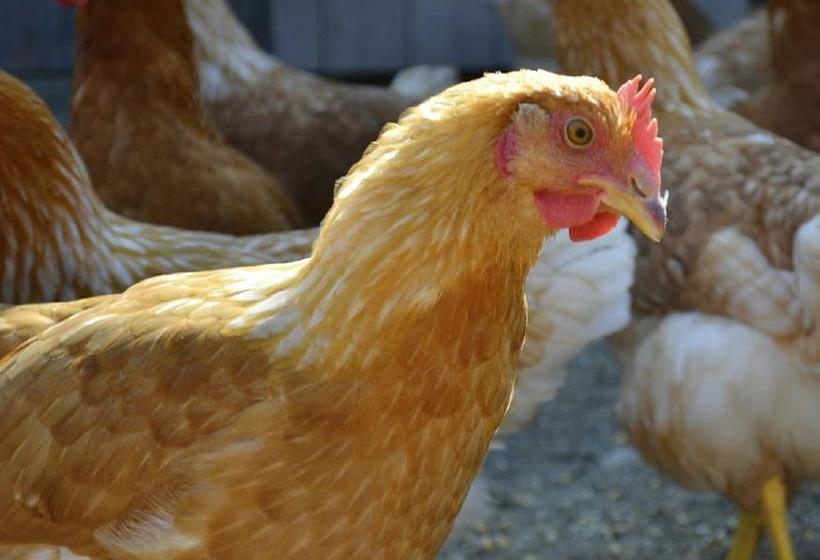 住宿加早餐  Agriturismo Cascina Fiamberta