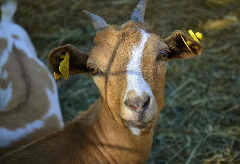 住宿加早餐  Agriturismo Cascina Fiamberta
