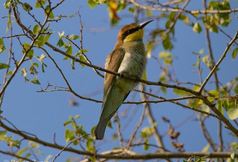 住宿加早餐  Cà Morari