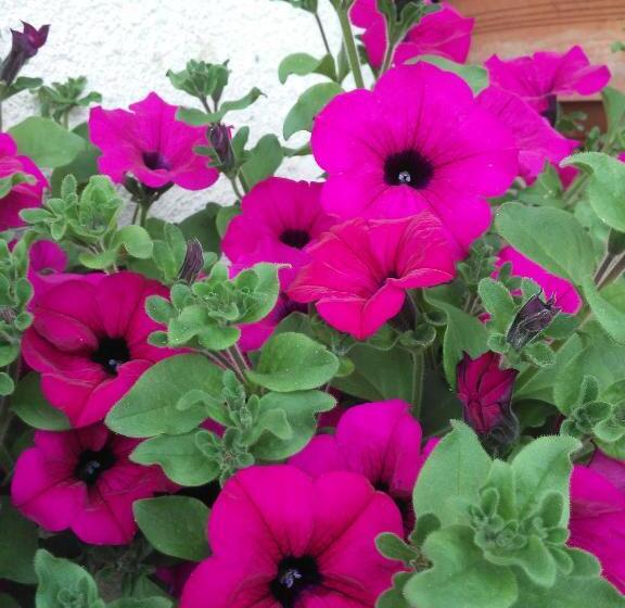 住宿加早餐  Cascina Torello