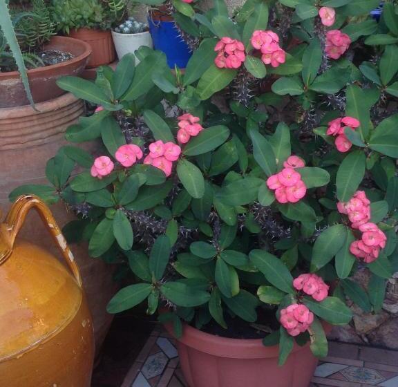 住宿加早餐  Colapesce