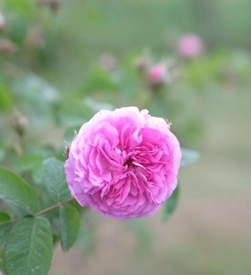 ベッドアンドブレックファースト Tenuta Agriturismo La Borina